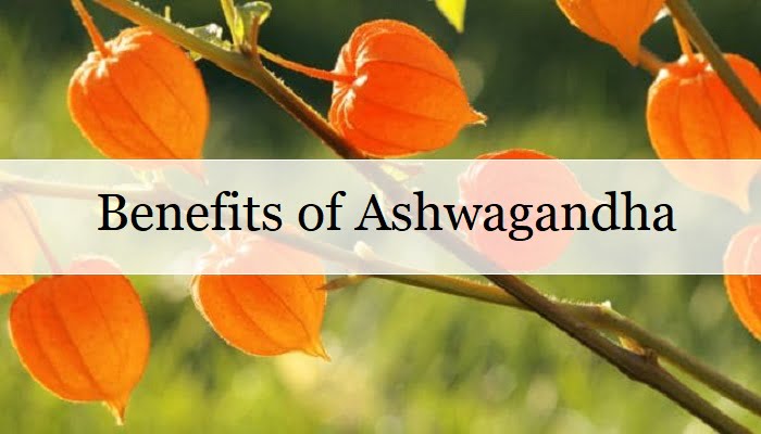 Possible & Proven Health Benefits Of Ashwagandha - Moolihai.com