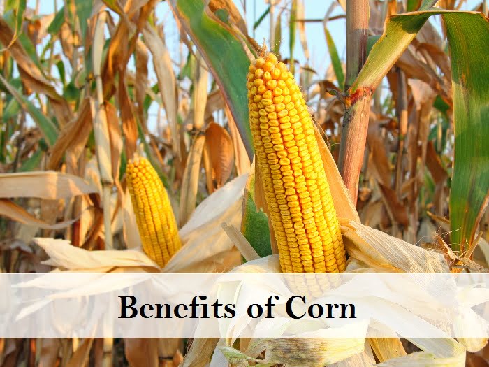 Amazing Benefits Of Corn (maize) For Hair, Skin, And Health - Moolihai.com