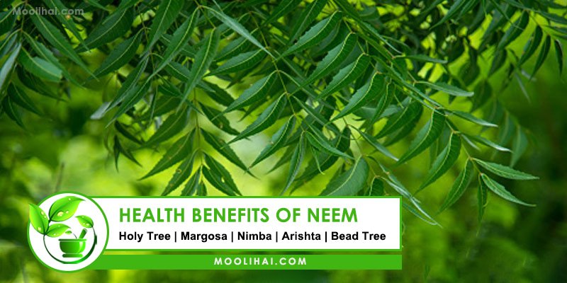 10 Amazing Medicinal Benefits Of Neem 1102