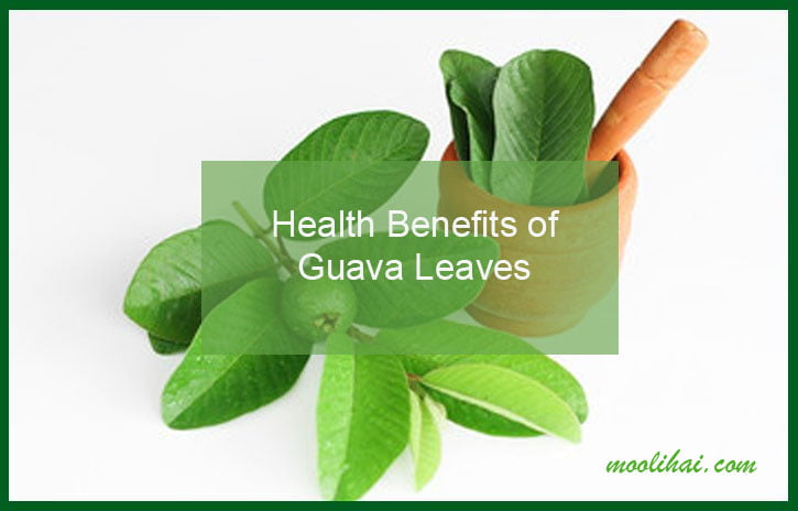 Incredible Benefits Of Guava Leaves For Skin Hair And Health 3907