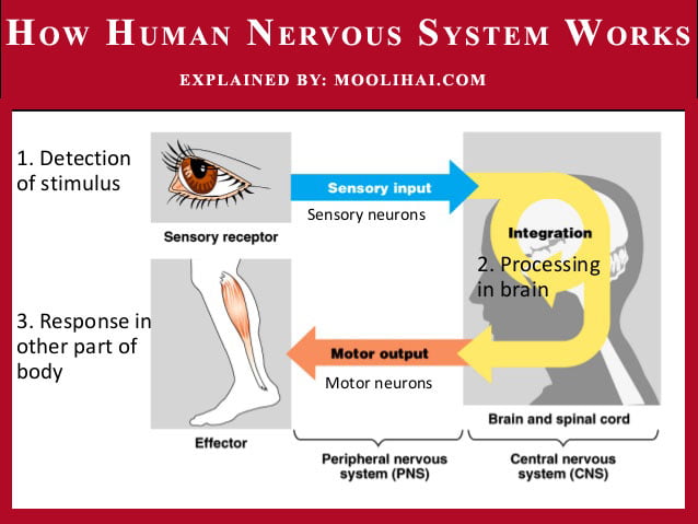 nervous-system-worknervous-system-work