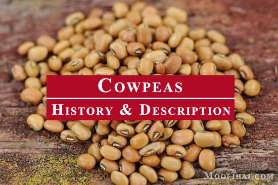 what-is-cowpea