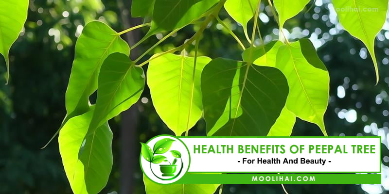 Benefits Of Peepal Tree For Health And Beauty