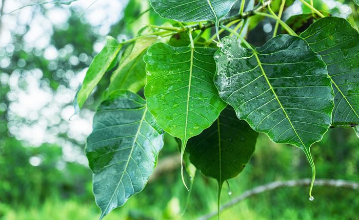 Arasa Ilai Peepal Tree Sacred Fig Leaf Powder Moolihai Com