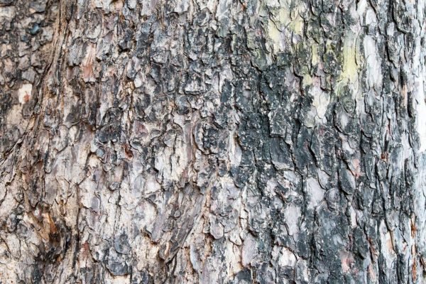 Fig Tree Bark / Ficus racemosa - Moolihai.com( Buy Natural Products)