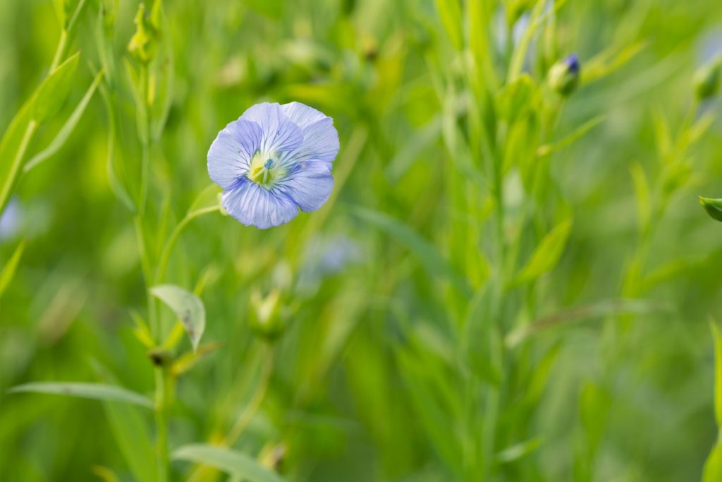 flax-seeds-jalaram-agriexports-ltd