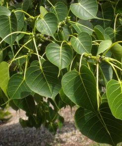 Arasa Vithai Sacred Fig Dried Seed Moolihai Com