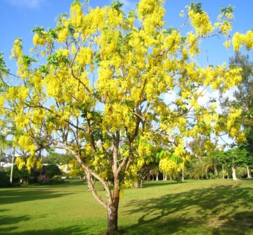 Buy Kondrai Pattai | Golden Shower Tree | Cassia Fistula - Moolihai.com