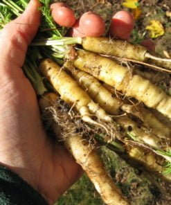 carrot vithai moolihai