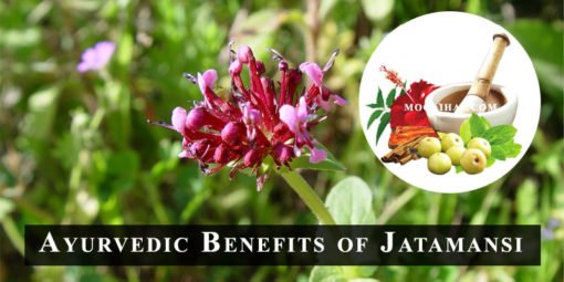 23 Health Benefits and Properties of Jatamansi (Spikenard Muskroot)