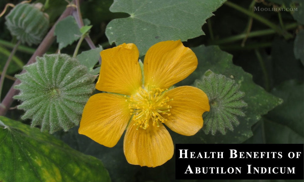 Benefits-of-Abutilon-Indicum