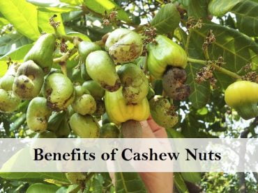 16 Incredible Health Benefits of Cashew Nuts - Moolihai.com