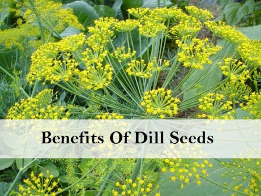 Dill Benefits, Types, Nutrition, Side Effects & Uses - Moolihai.com