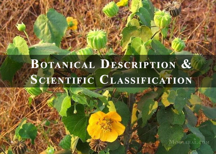 Botanical-Description-&-scientific-classification indian mallow
