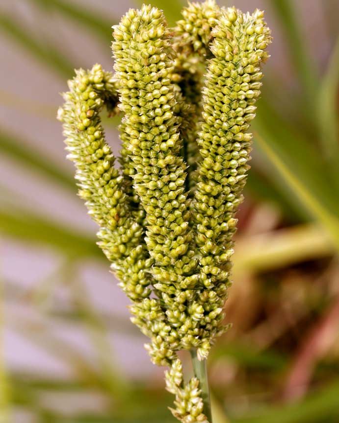 amazing-health-benefits-of-finger-millet-ragi-nutritional