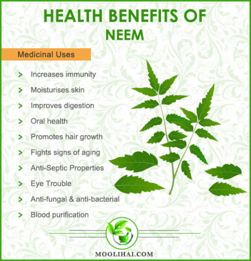 10 Amazing Medicinal Benefits Of Neem - Moolihai.com