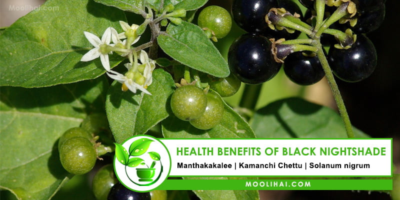 Health Benefits of Black Nightshade (Manathakkali | Solanum Nigrum)