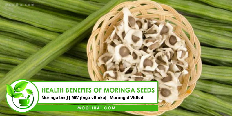 Unlocking the Power of Moringa Benefits for Men