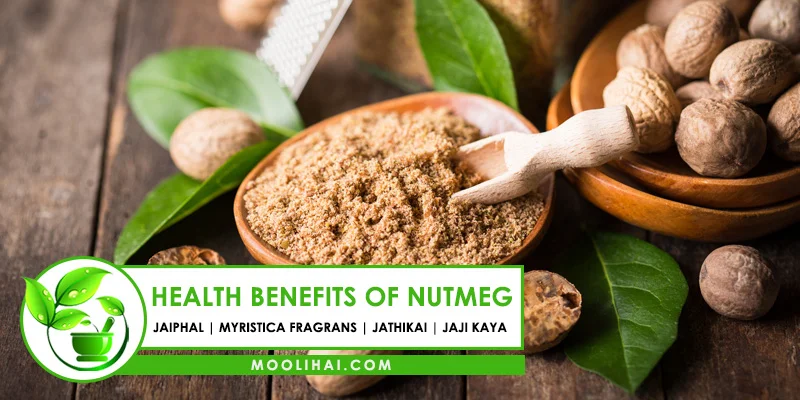 12 Health Benefits and 6 Medicinal Properties of Nutmeg Jathikai