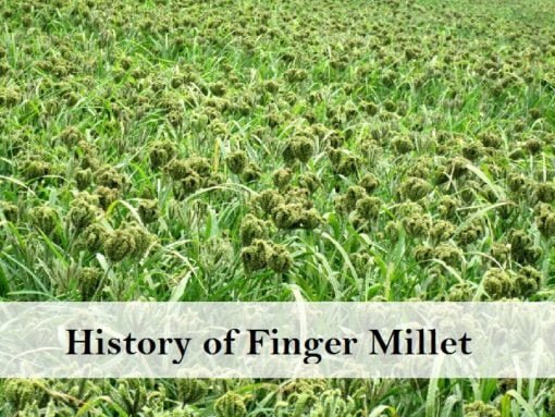 amazing-health-benefits-of-finger-millet-ragi-nutritional