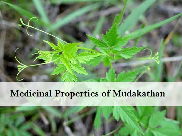 Mudakathan Keerai Balloon Plant Medicinal Properties Health Benefits