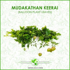 Mudakathan Keerai Balloon Plant Medicinal Properties Health Benefits
