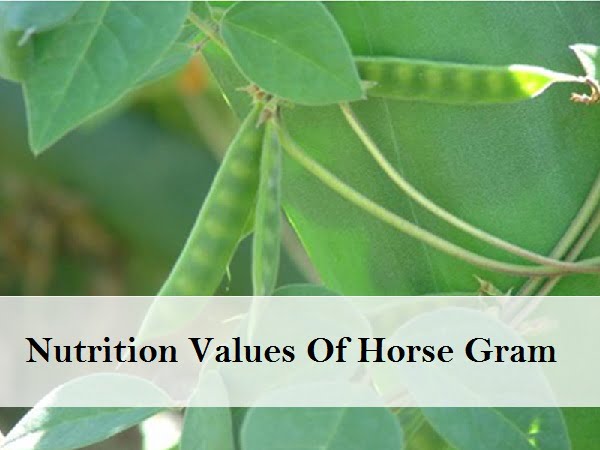 black-horse-gram-facts-and-impressive-health-benefits-moolihai