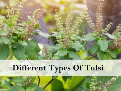 Types & Health Benefits of Tulsi (Holy Basil) - Moolihai.com