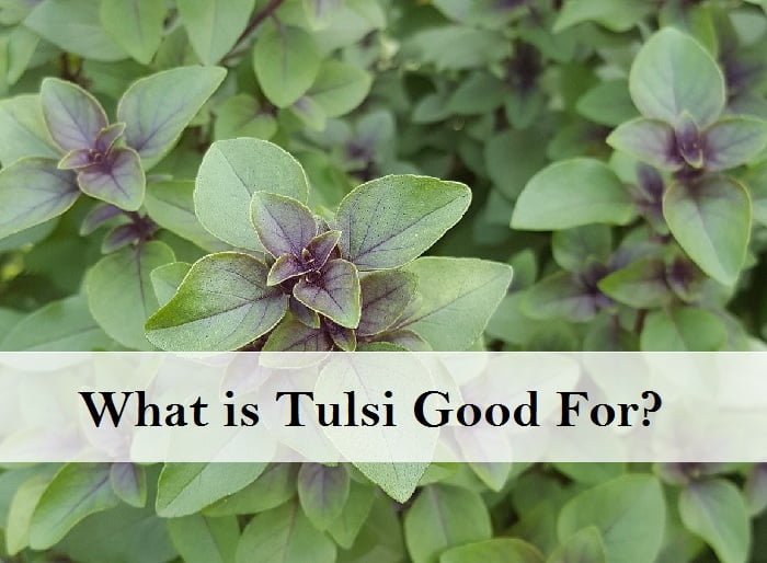 Types & Health Benefits of Tulsi (Holy Basil) - Moolihai.com