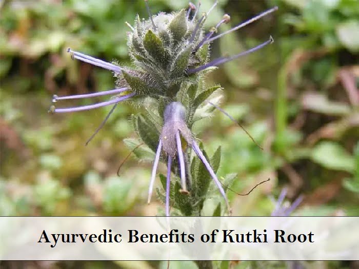 Kutki Root (Picrorhiza kurroa) - Health Benefits, Uses, Dosage & Side ...