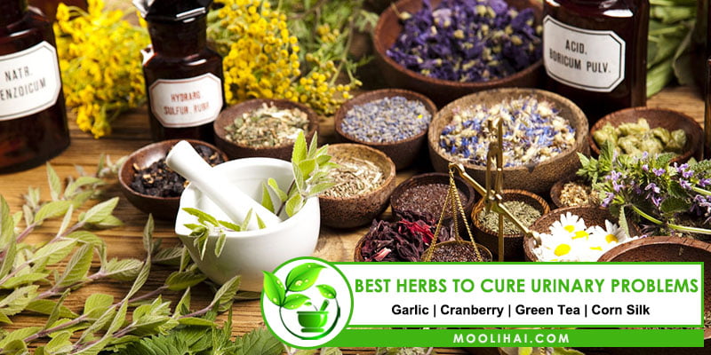 10 Best Herbs To Cure Urinary Problems 