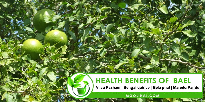 bael-health-benefits-ayurvedic-uses-side-effects-nutrition-facts