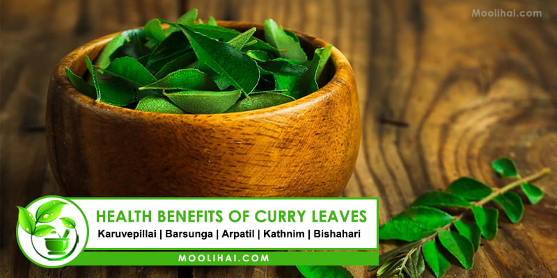 Surprising Benefits of Curry Leaves (Kadi Patta) for Health & Hair ...