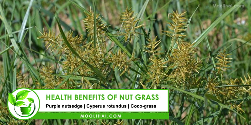 17 Evidence Based Clinical Health Benefits fo Nut Grass