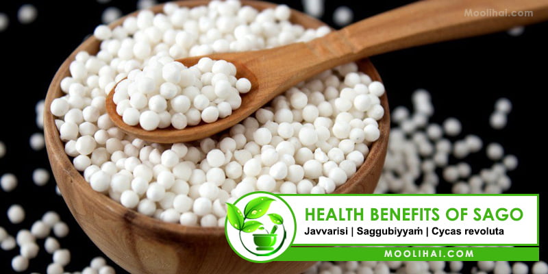 sago-health-benefits-uses-and-nutrition-facts-sabudana-tapioca