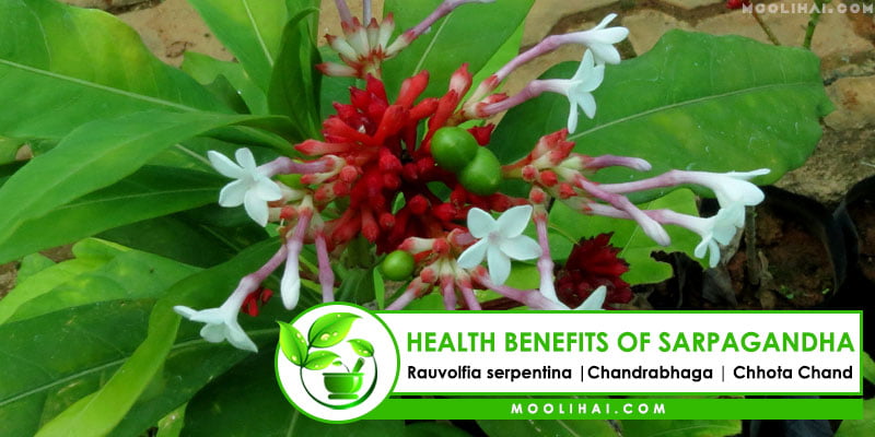 Health Benefits Medicinal Uses of Sarpagandha Moolihai