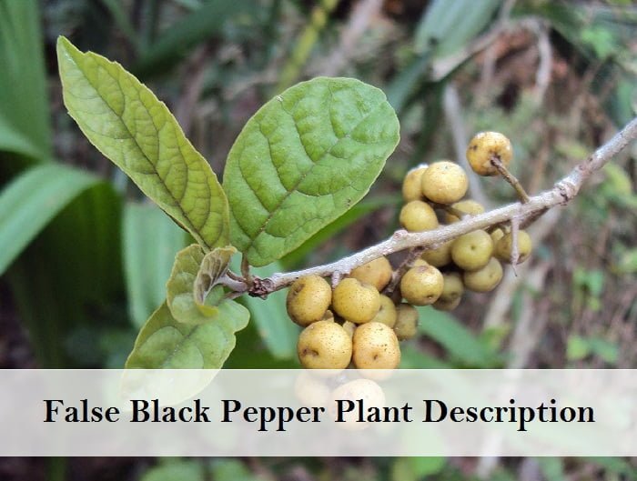 False Black Pepper: Health Benefits, Traditional Uses, Side Effects ...