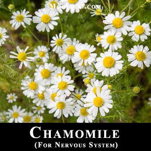 chamomile