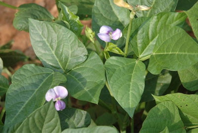 cowpea flower