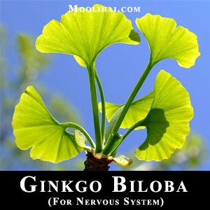 ginkgo-biloba