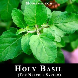 holy-basil