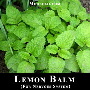 lemon-balm