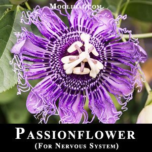 passionflower