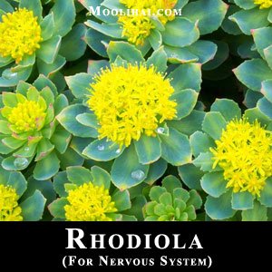 rhodiola