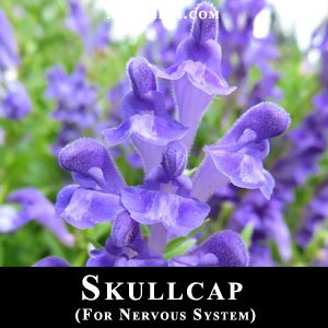 skullcap
