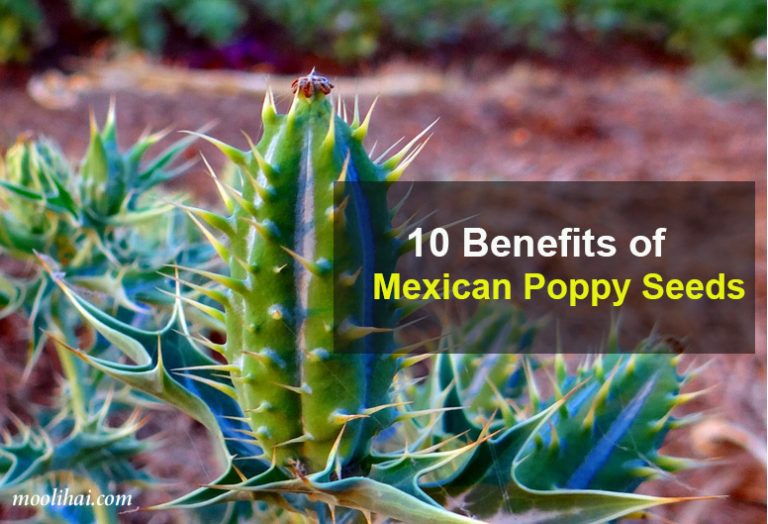 Medicinal Properties and Health Benefits of Mexican Poppy Seeds