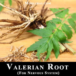 valerian-root