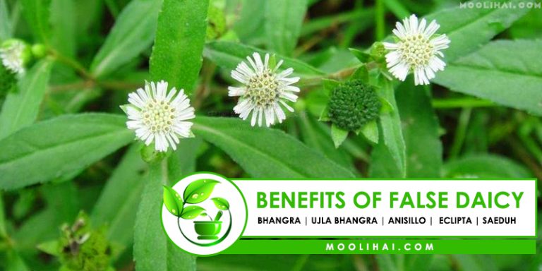 Amazing Facts & Health Benefits Of False Daisy | Bhringraj - Moolihai