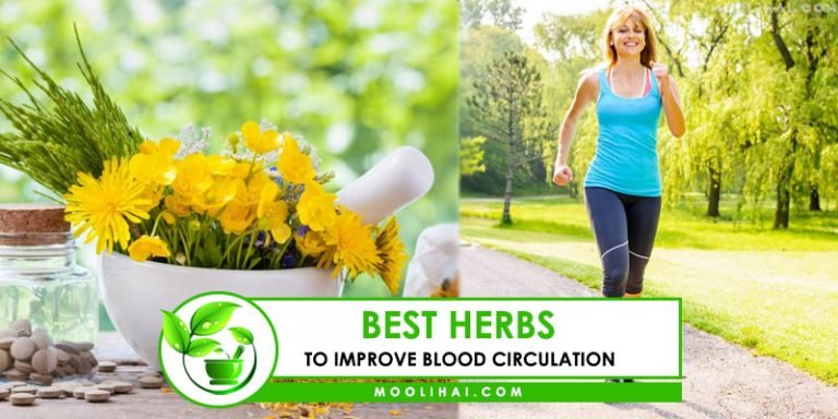 best-herbs-to-improve-blood-circulation-healthy-insights-moolihai