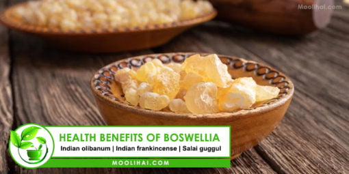 Boswellia: What It Is, Benefits, Uses, Dosage, & Side Effects | Moolihai